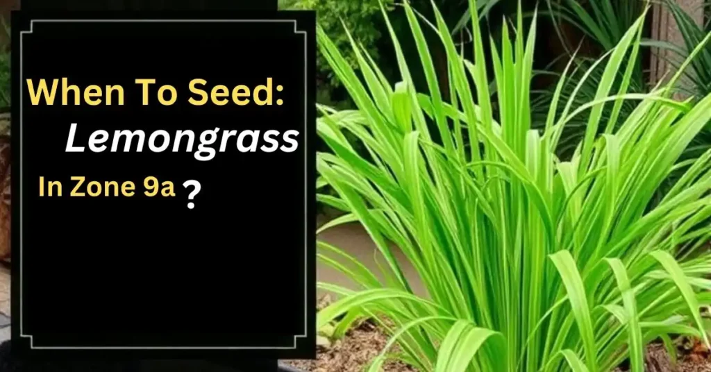 When to Seed Lemongrass in Zone 9a