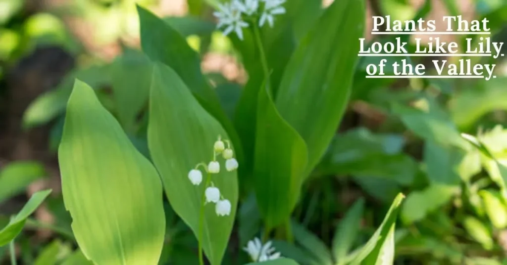 Plants That Look Like Lily of the Valley