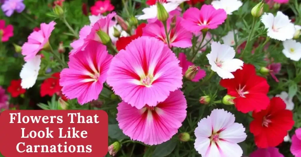 10 Flowers That Look Like Carnations