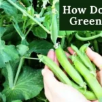 How Do I Grow Green Beans