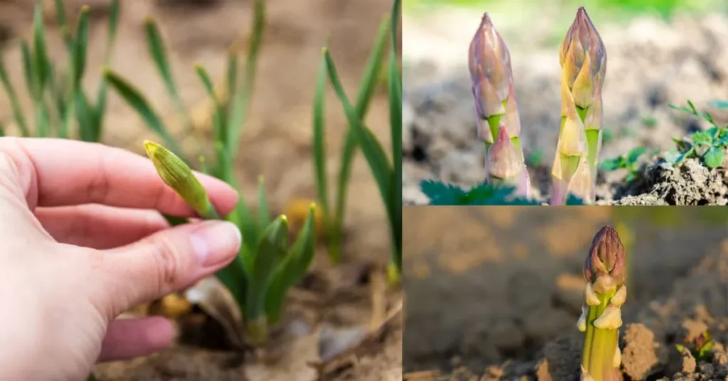 What Do Tulip Shoots Look Like