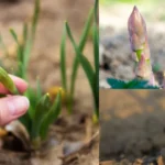 What Do Tulip Shoots Look Like