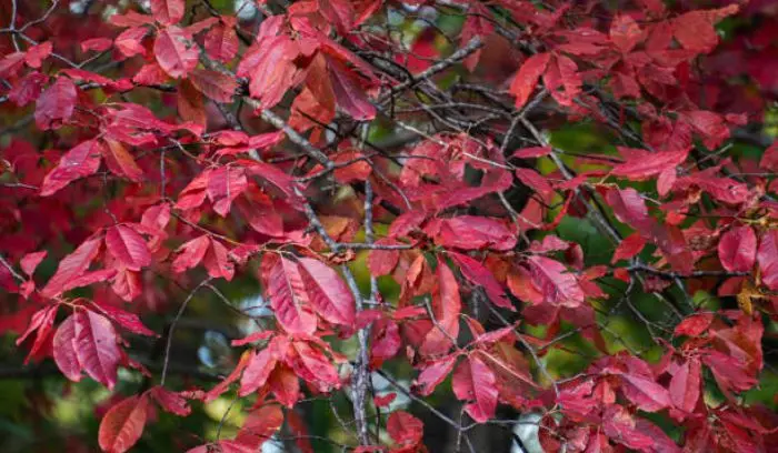 Trees with Pink Leaves in Fall: