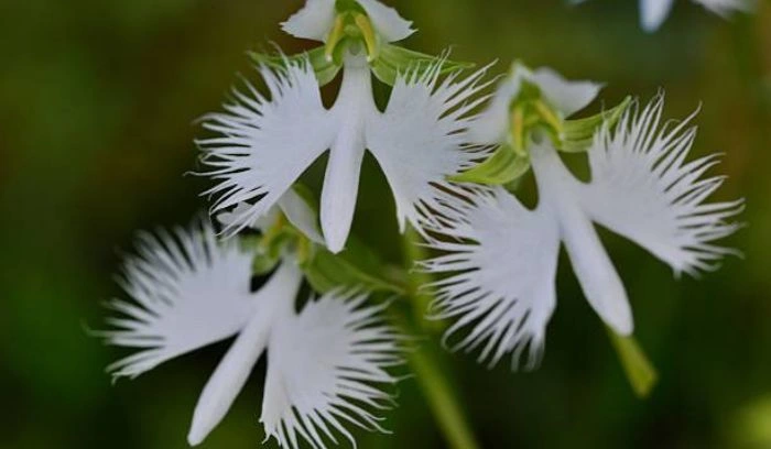 Flowers That Look Like Birds