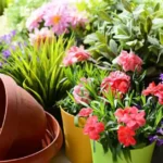 What is a Spring Plant Learn What to Grow