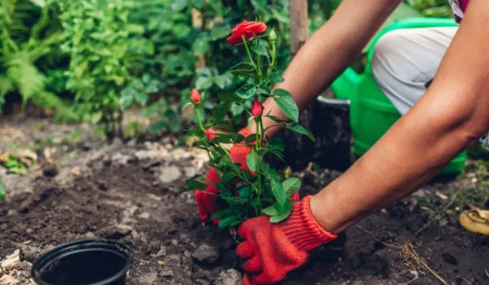 When Summer Returns and the Roses Bloom 