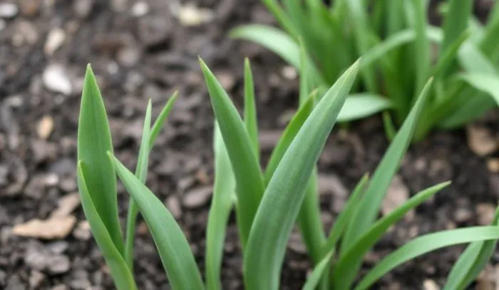 What Do Tulip Shoots Look Like 