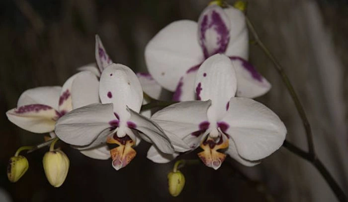 Flowers That Look Like Birds