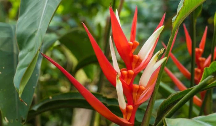 Flowers That Look Like Birds