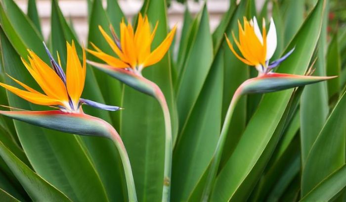 Flowers That Look Like Birds