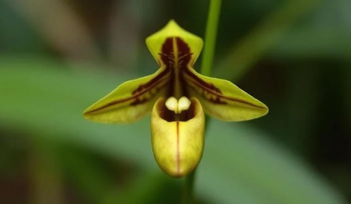 Flowers That Look Like Birds