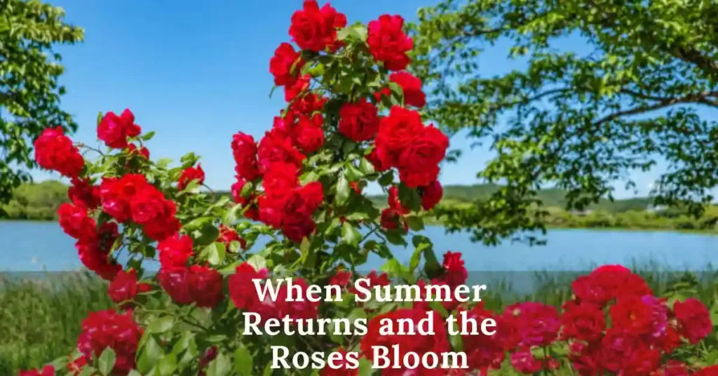 When Summer Returns and the Roses Bloom