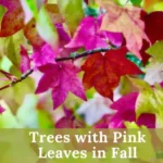 Trees with Pink Leaves in Fall